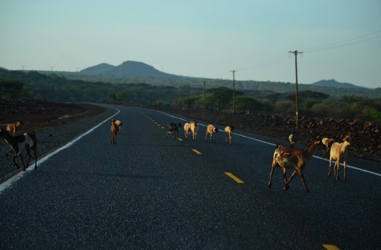 goats on the road